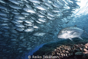 We can encounter a big Jackfish school sea of Aguni Islan... by Reiko Takahashi 